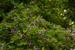 Millettia usaramensis subsp. australis