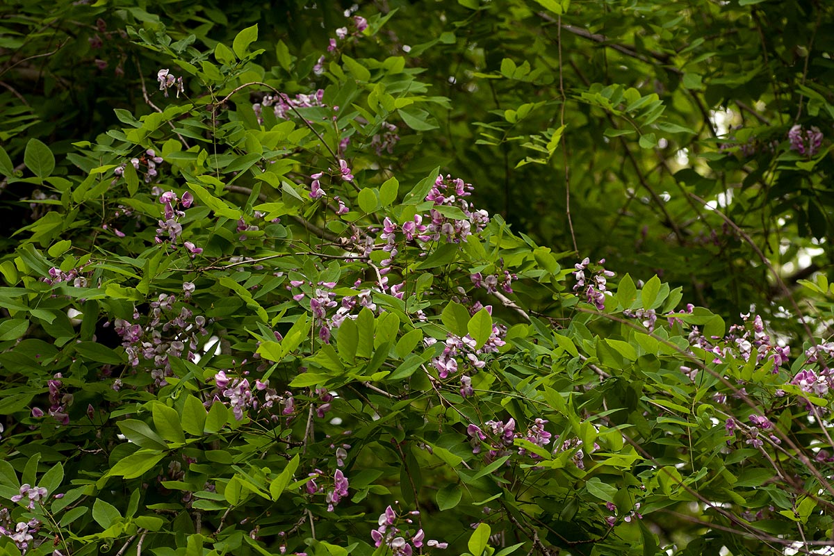 Millettia usaramensis subsp. australis