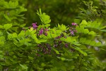Millettia usaramensis subsp. australis