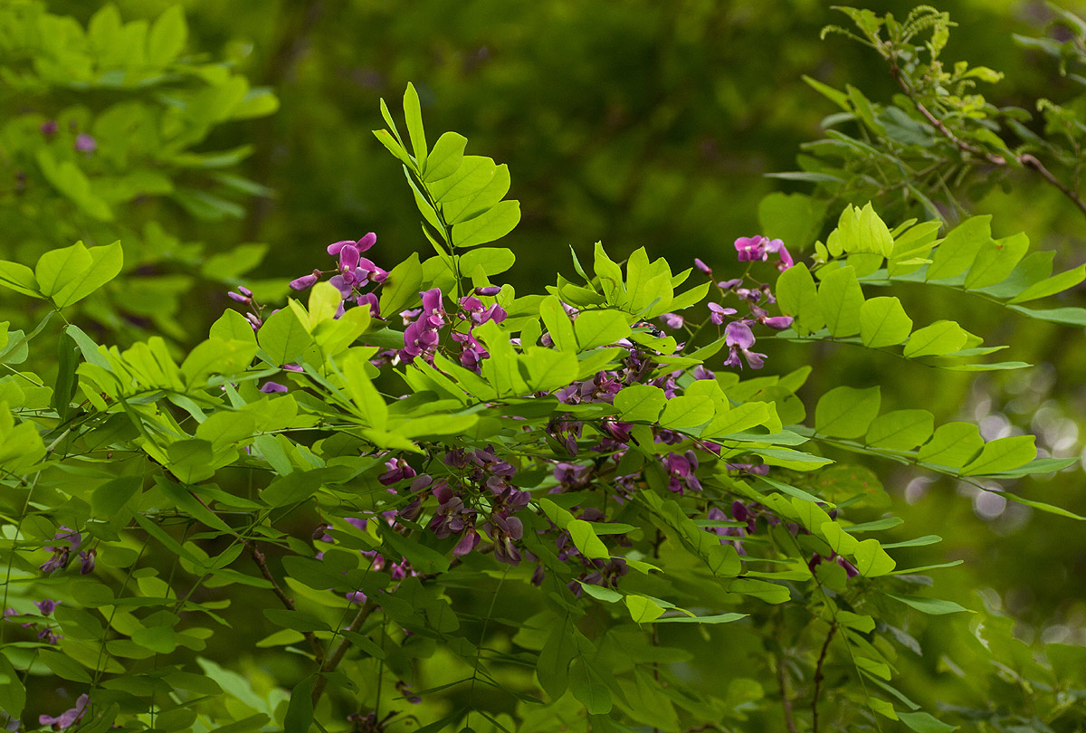 Millettia usaramensis subsp. australis