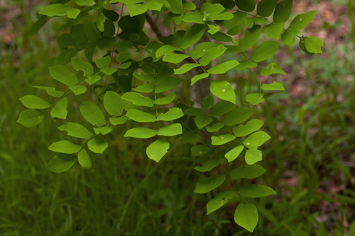 Millettia usaramensis subsp. australis