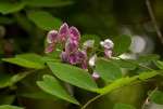 Millettia usaramensis subsp. australis