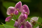 Millettia usaramensis subsp. australis