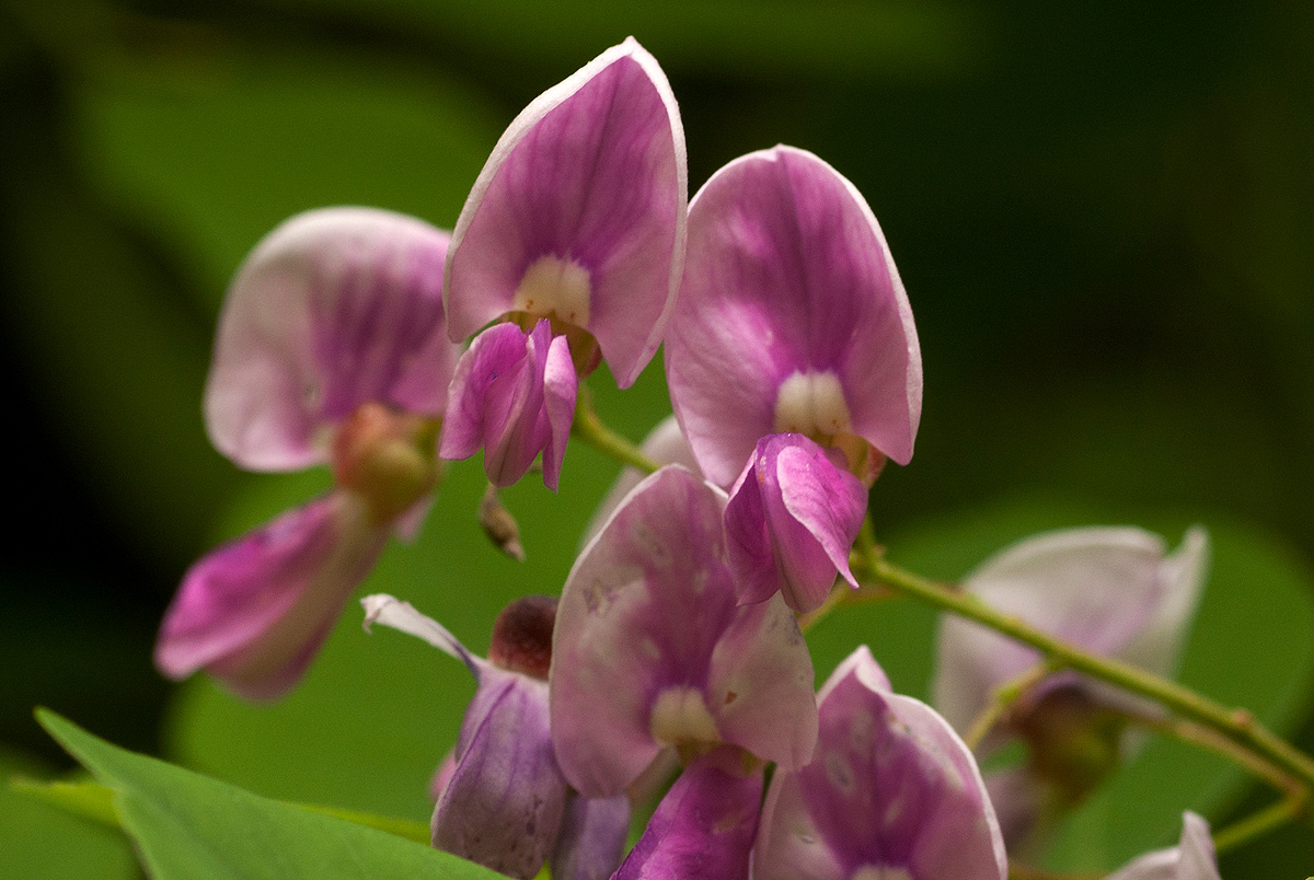 Millettia usaramensis subsp. australis