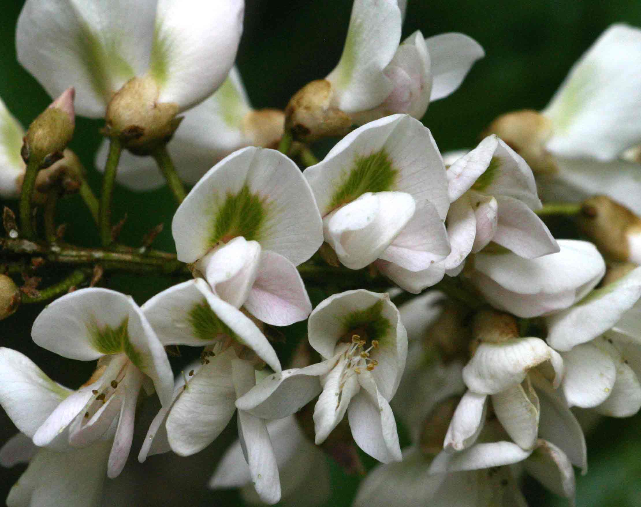 Craibia brevicaudata subsp. baptistarum