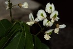 Craibia brevicaudata subsp. baptistarum