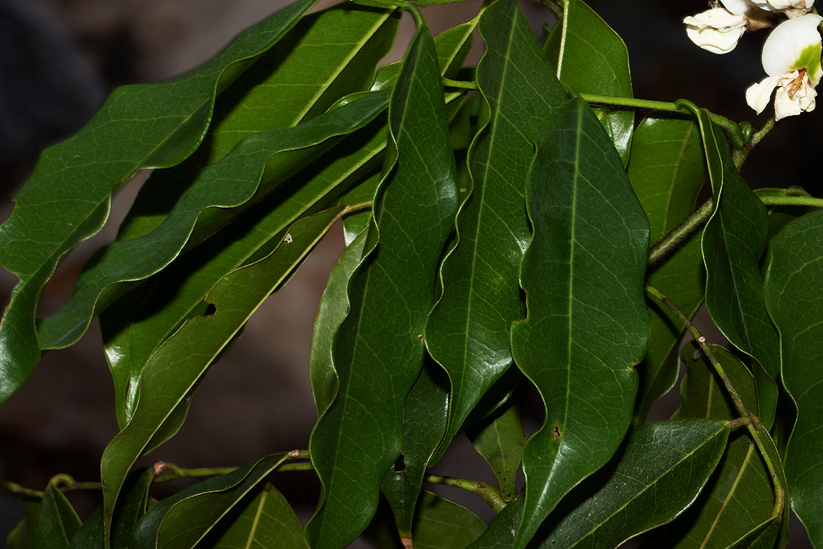 Craibia brevicaudata subsp. baptistarum
