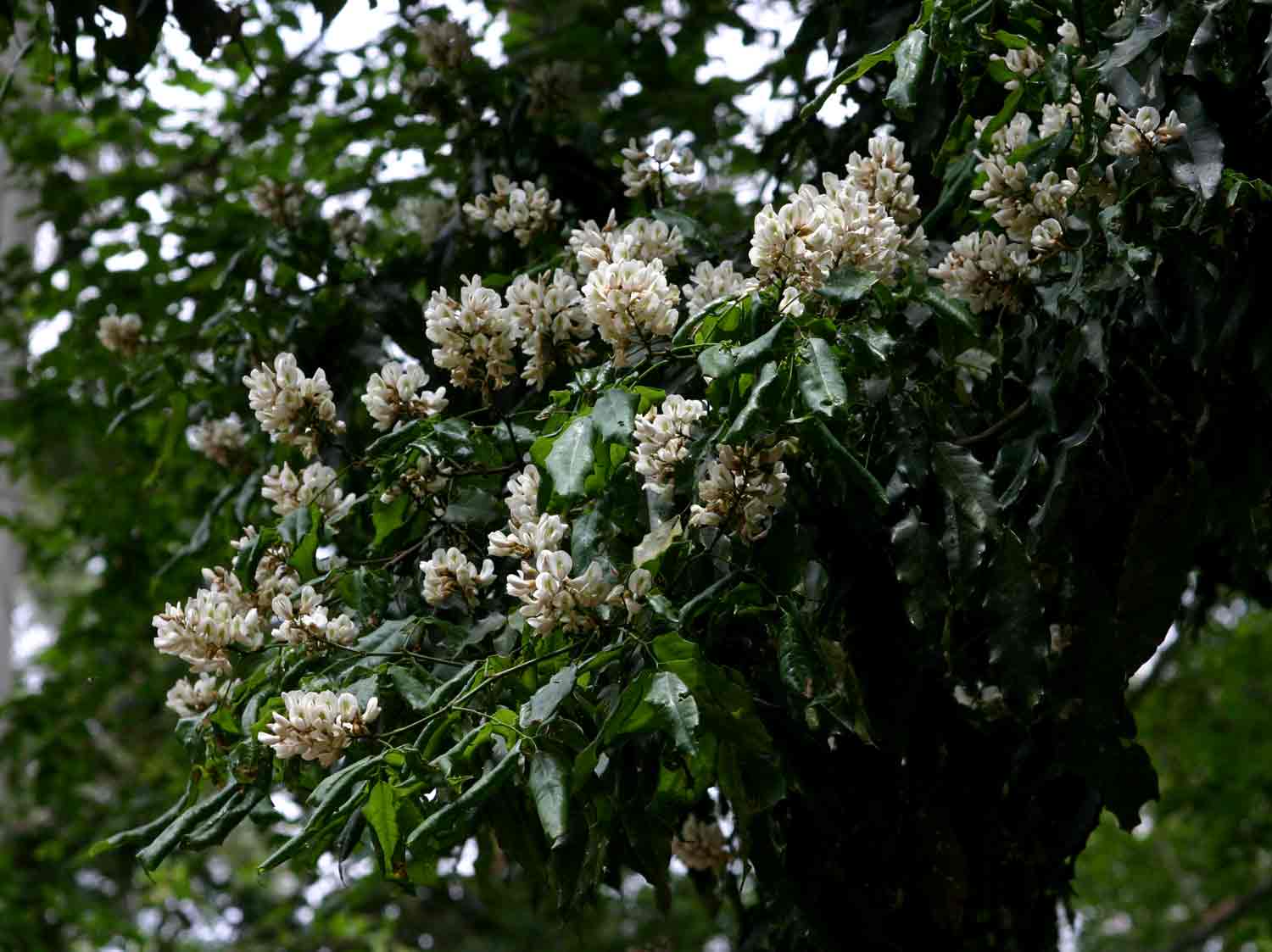 Craibia brevicaudata subsp. baptistarum