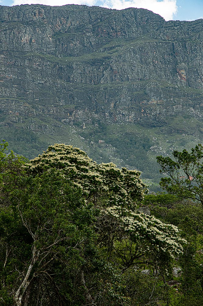 Craibia brevicaudata subsp. baptistarum