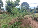 Sesbania macrantha var. levis