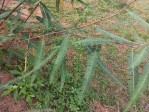Sesbania macrantha var. levis