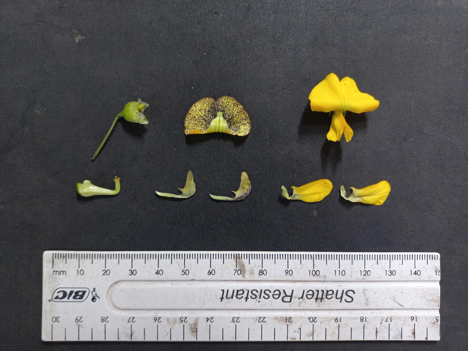 Sesbania macrantha var. levis