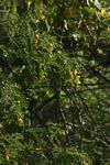 Sesbania sesban var. nubica
