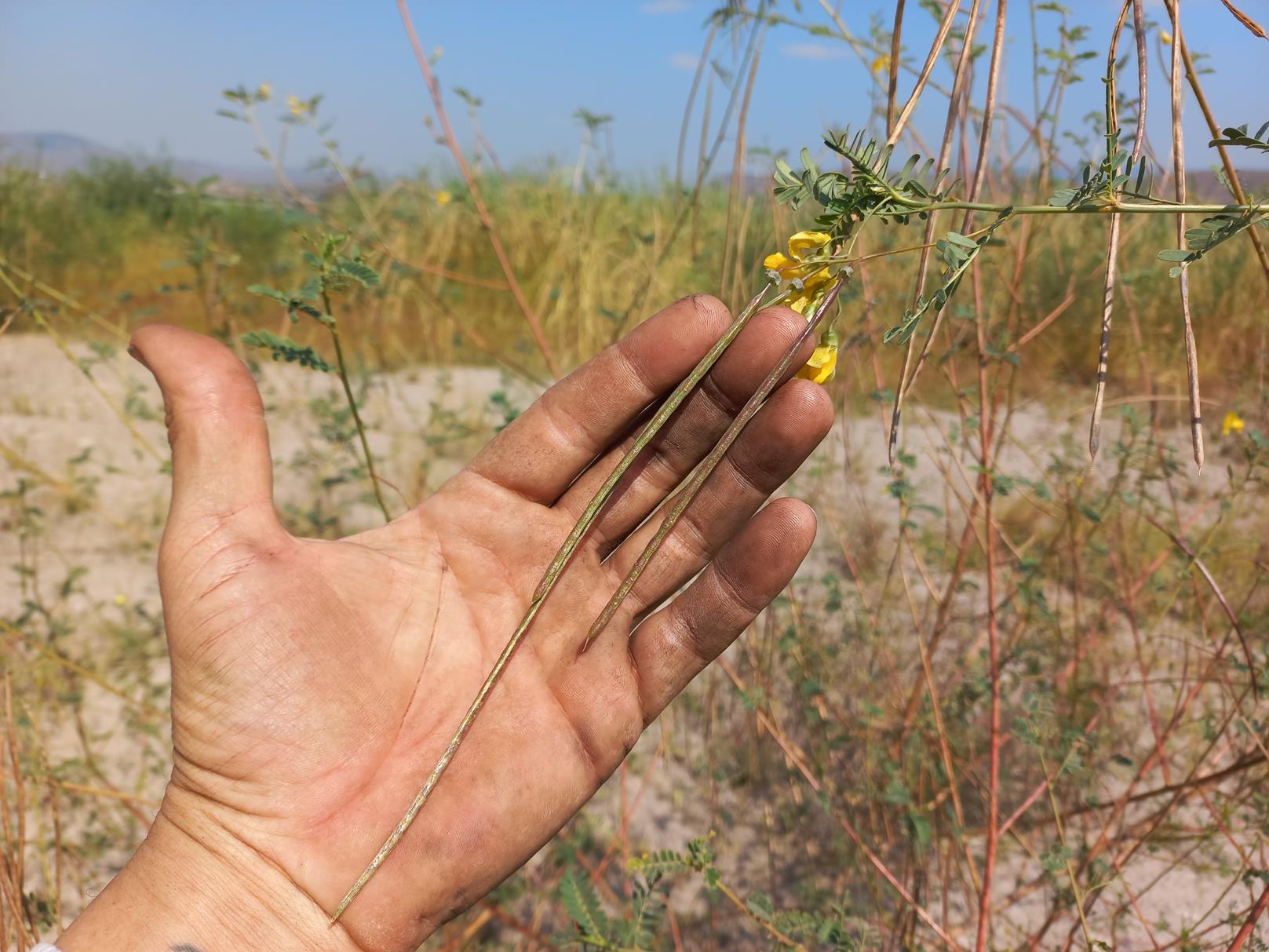 Sesbania sesban var. nubica