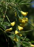 Sesbania sesban var. nubica