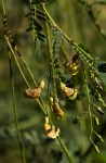 Sesbania sesban var. nubica