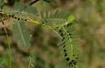 Sesbania sesban var. nubica