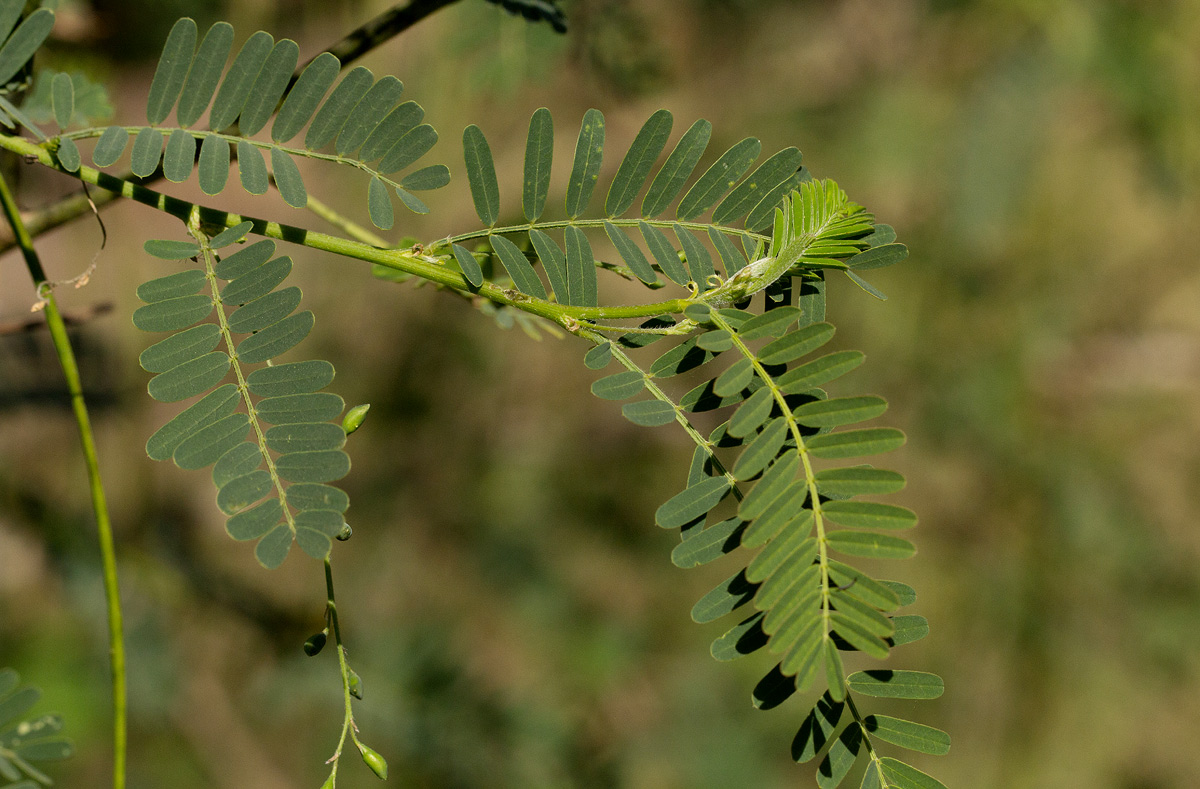 Sesbania sesban var. nubica