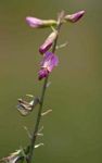 Astragalus atropilosulus subsp. abyssinicus var. burkeanus
