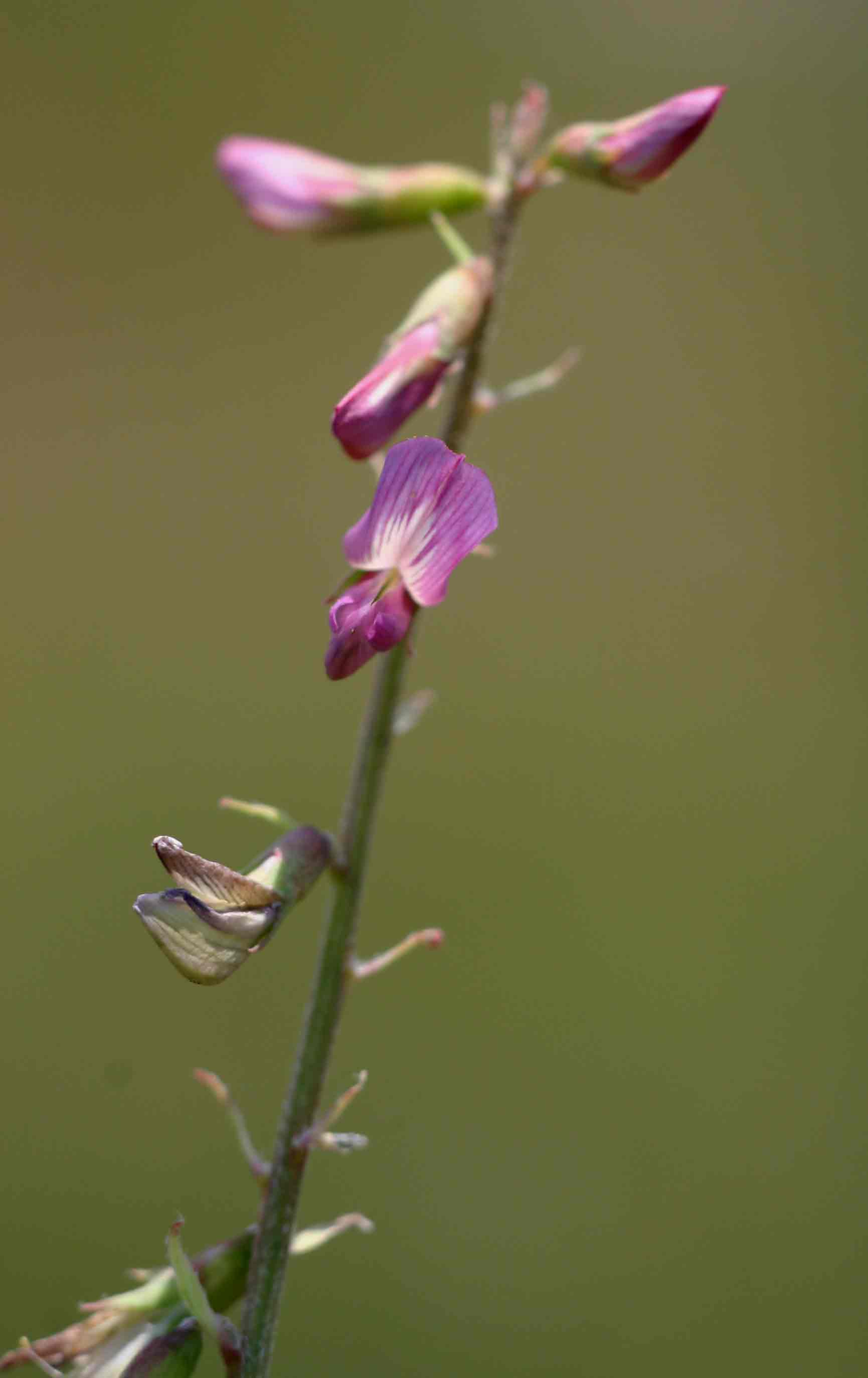 Astragalus atropilosulus subsp. abyssinicus var. burkeanus