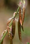 Astragalus atropilosulus subsp. abyssinicus var. burkeanus