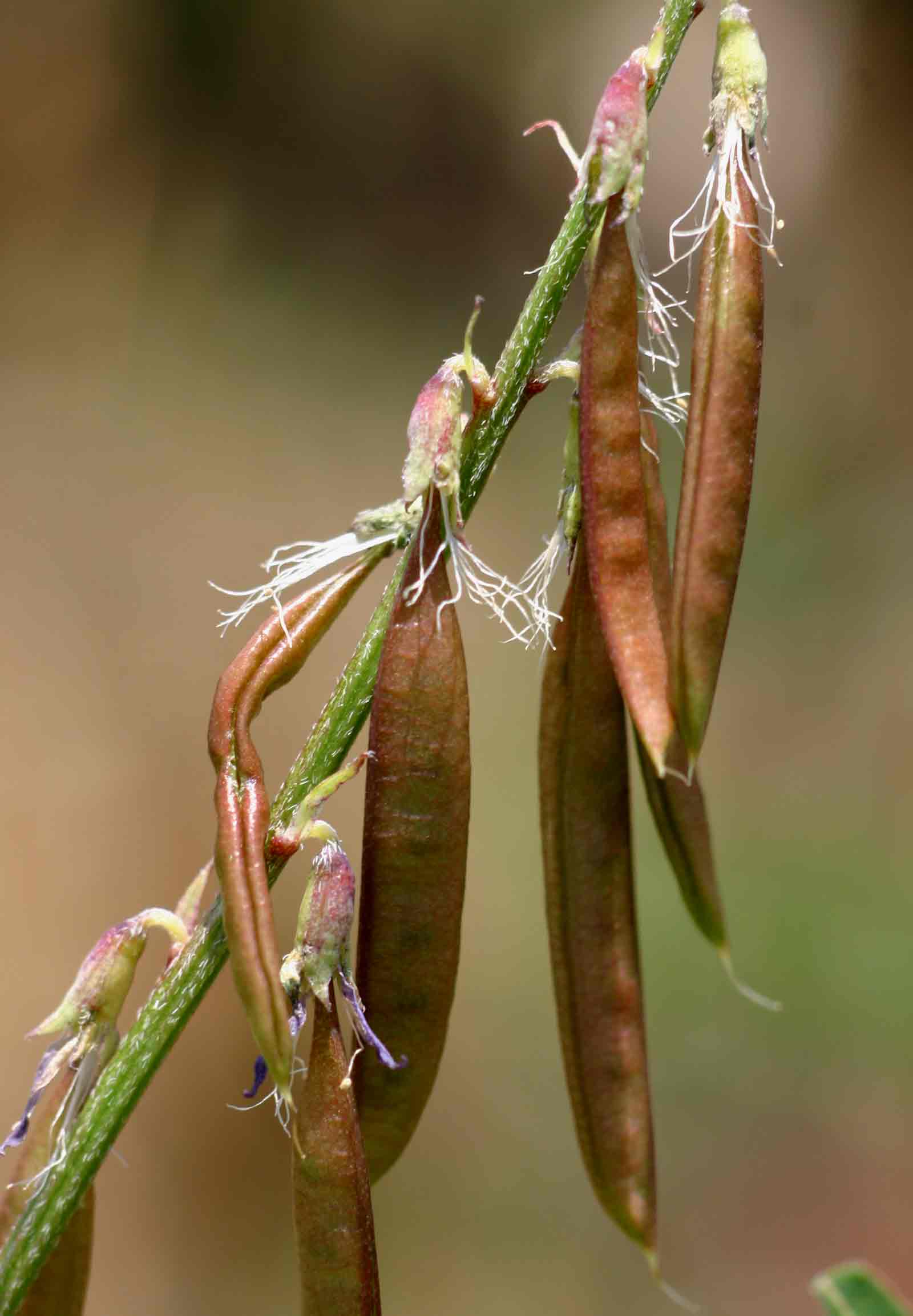 Astragalus atropilosulus subsp. abyssinicus var. burkeanus