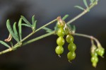 Antopetitia abyssinica