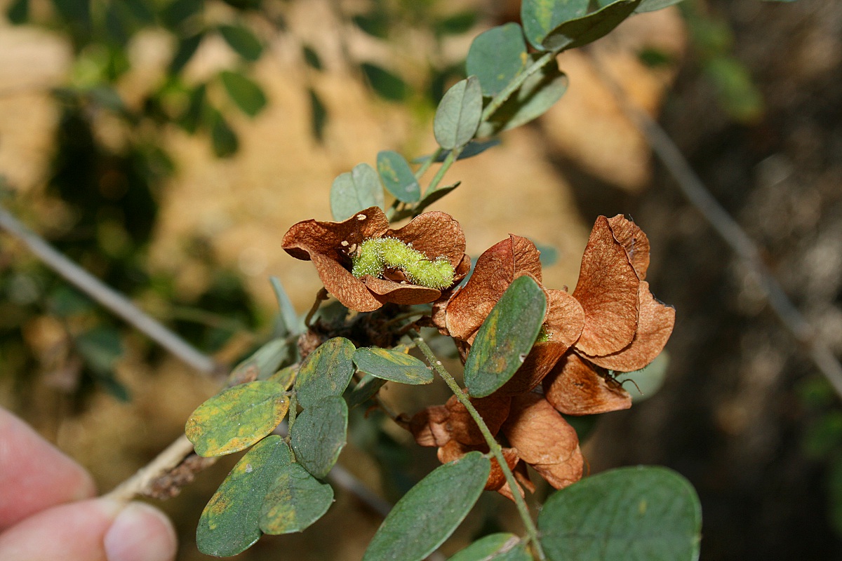Ormocarpum kirkii