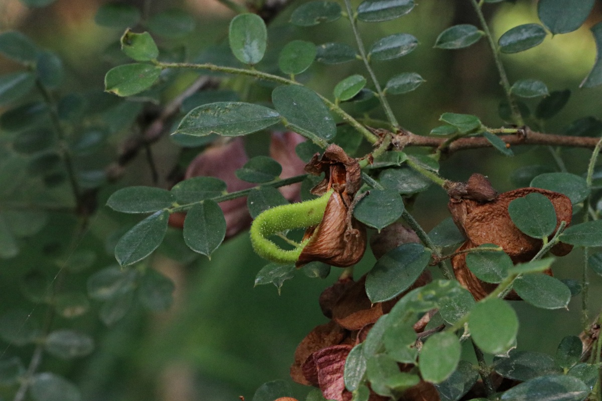 Ormocarpum kirkii