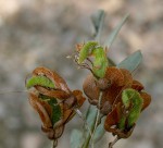 Ormocarpum kirkii
