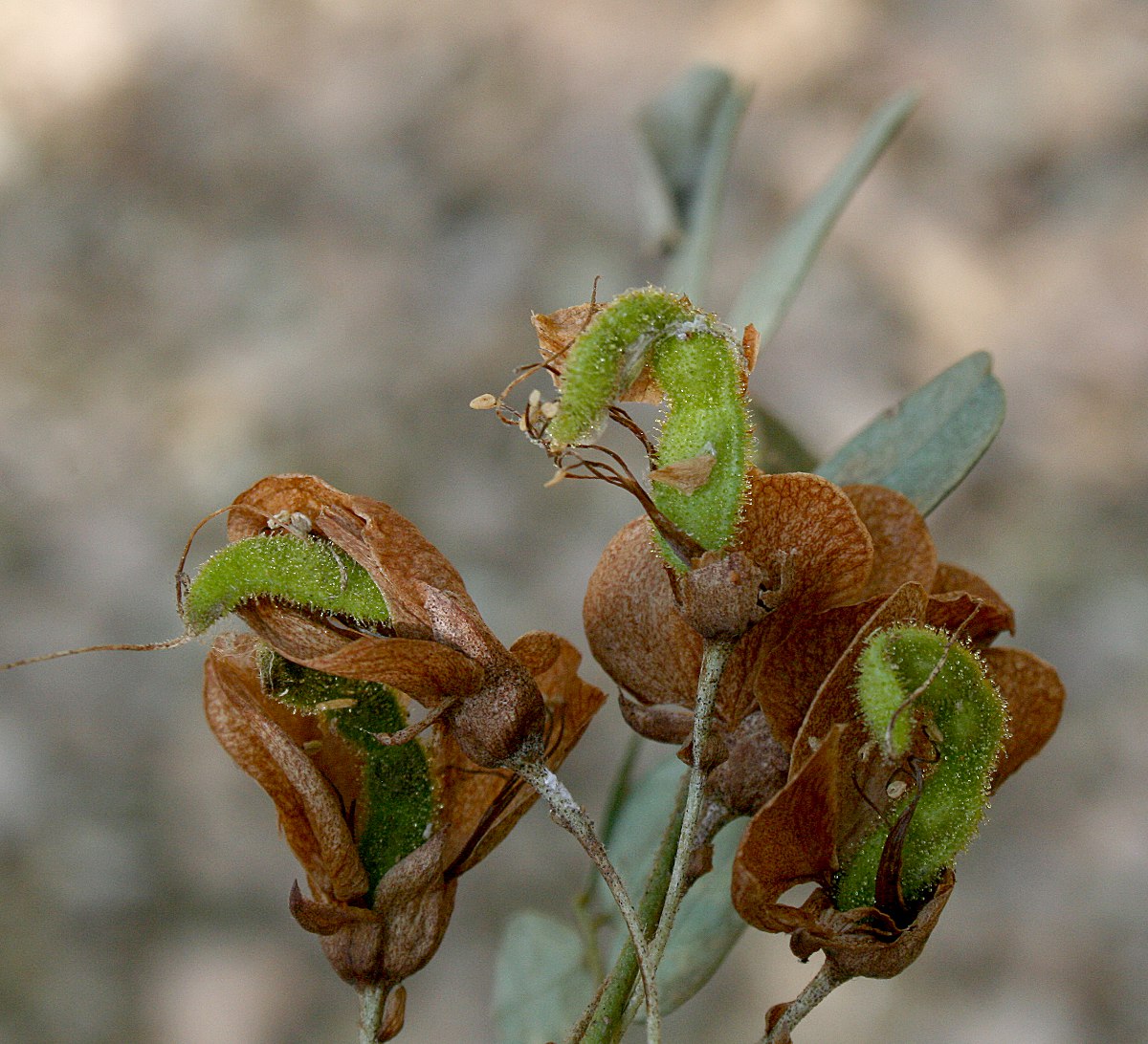 Ormocarpum kirkii