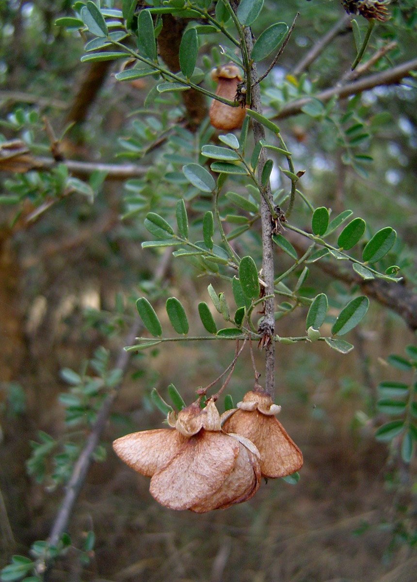 Ormocarpum kirkii