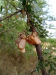 Ormocarpum kirkii