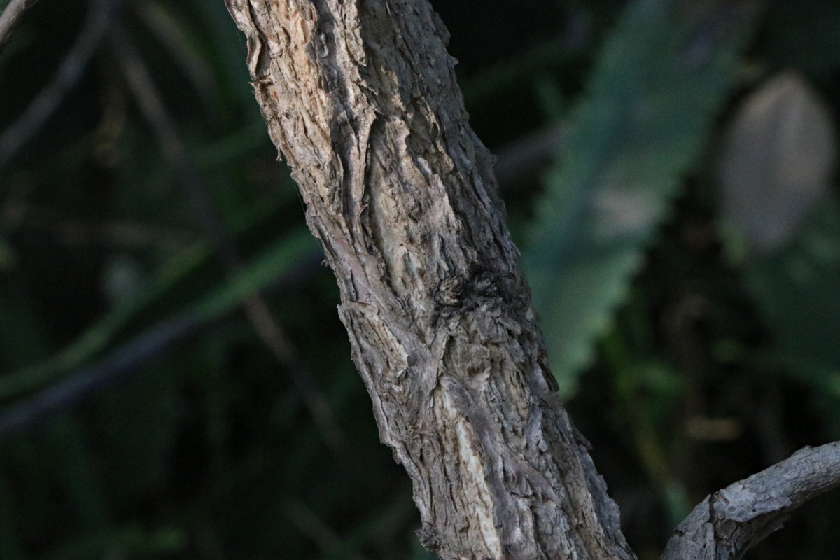 Ormocarpum kirkii