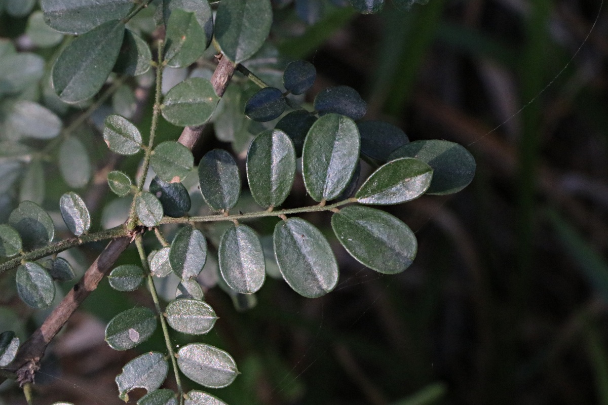 Ormocarpum kirkii