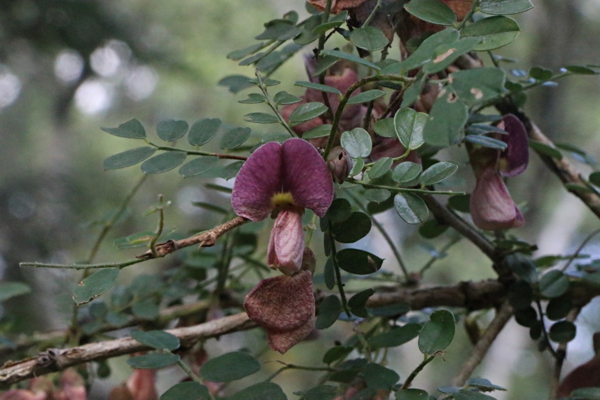 Ormocarpum kirkii