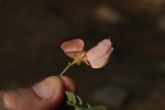 Ormocarpum kirkii