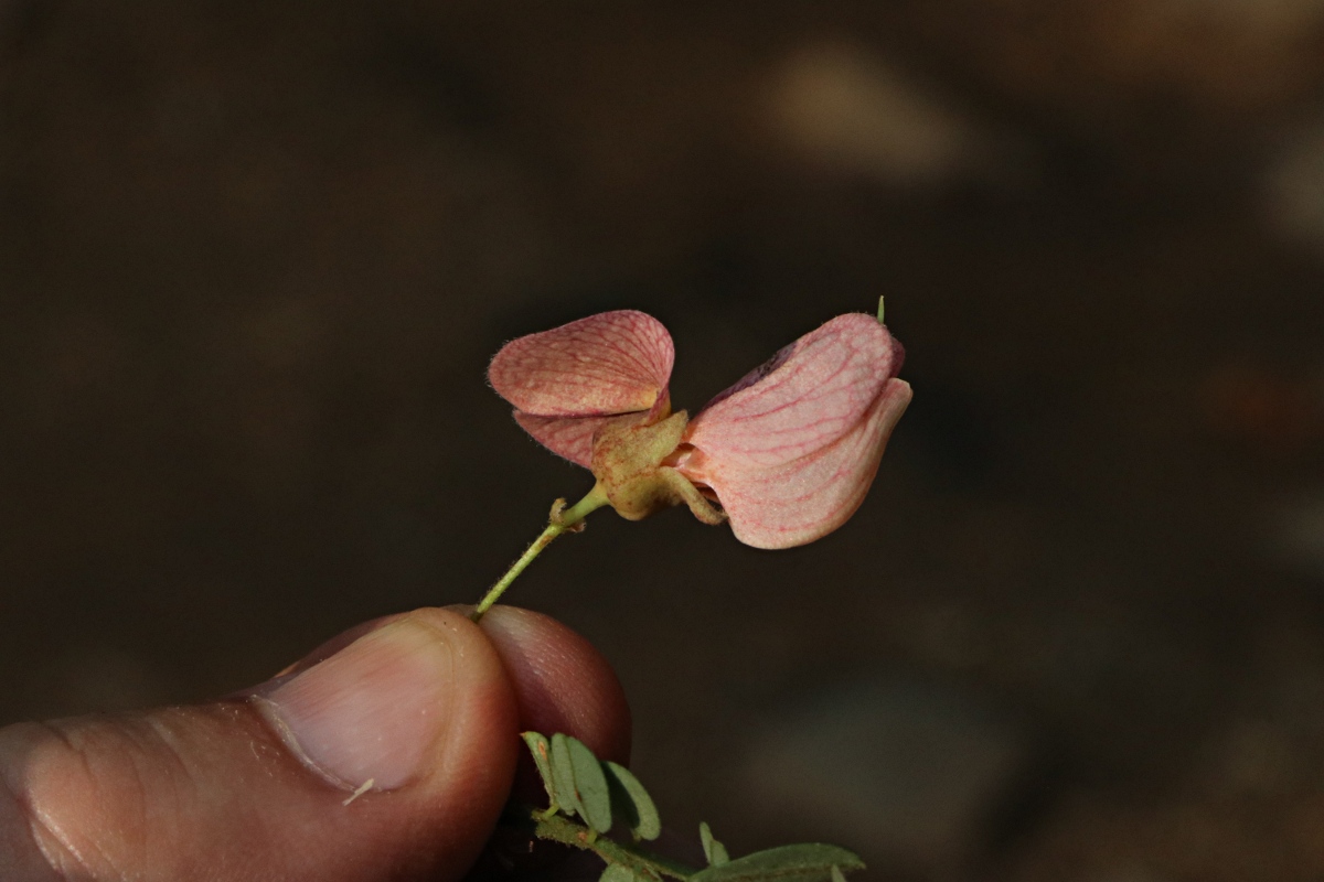 Ormocarpum kirkii