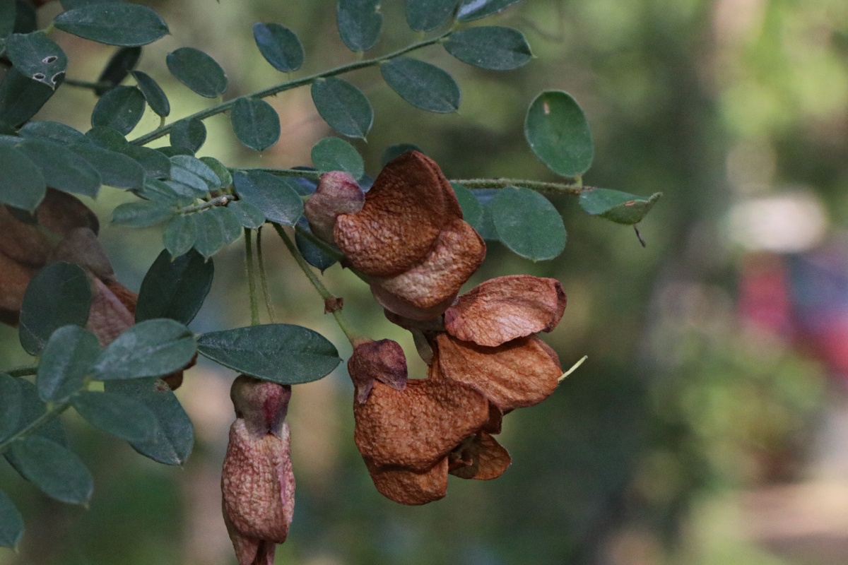 Ormocarpum kirkii