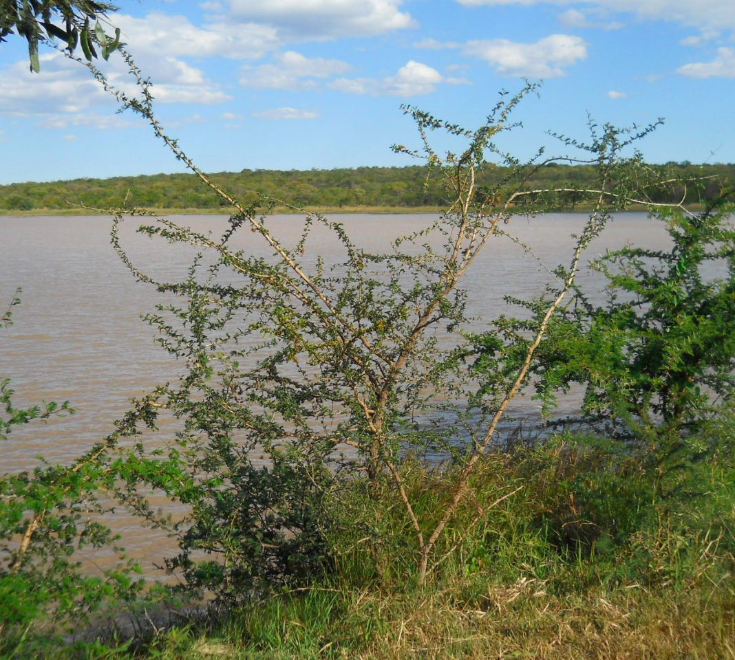 Ormocarpum trichocarpum