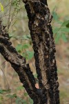 Ormocarpum trichocarpum