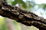 Ormocarpum trichocarpum