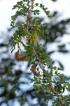 Ormocarpum trichocarpum