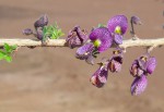 Ormocarpum trichocarpum