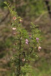 Ormocarpum trichocarpum