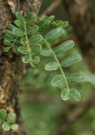 Ormocarpum trichocarpum