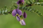 Ormocarpum trichocarpum