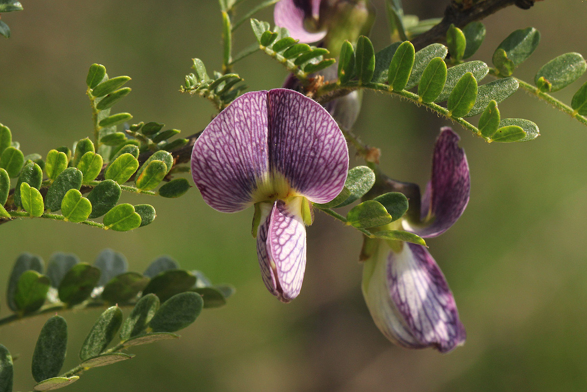 Ormocarpum trichocarpum