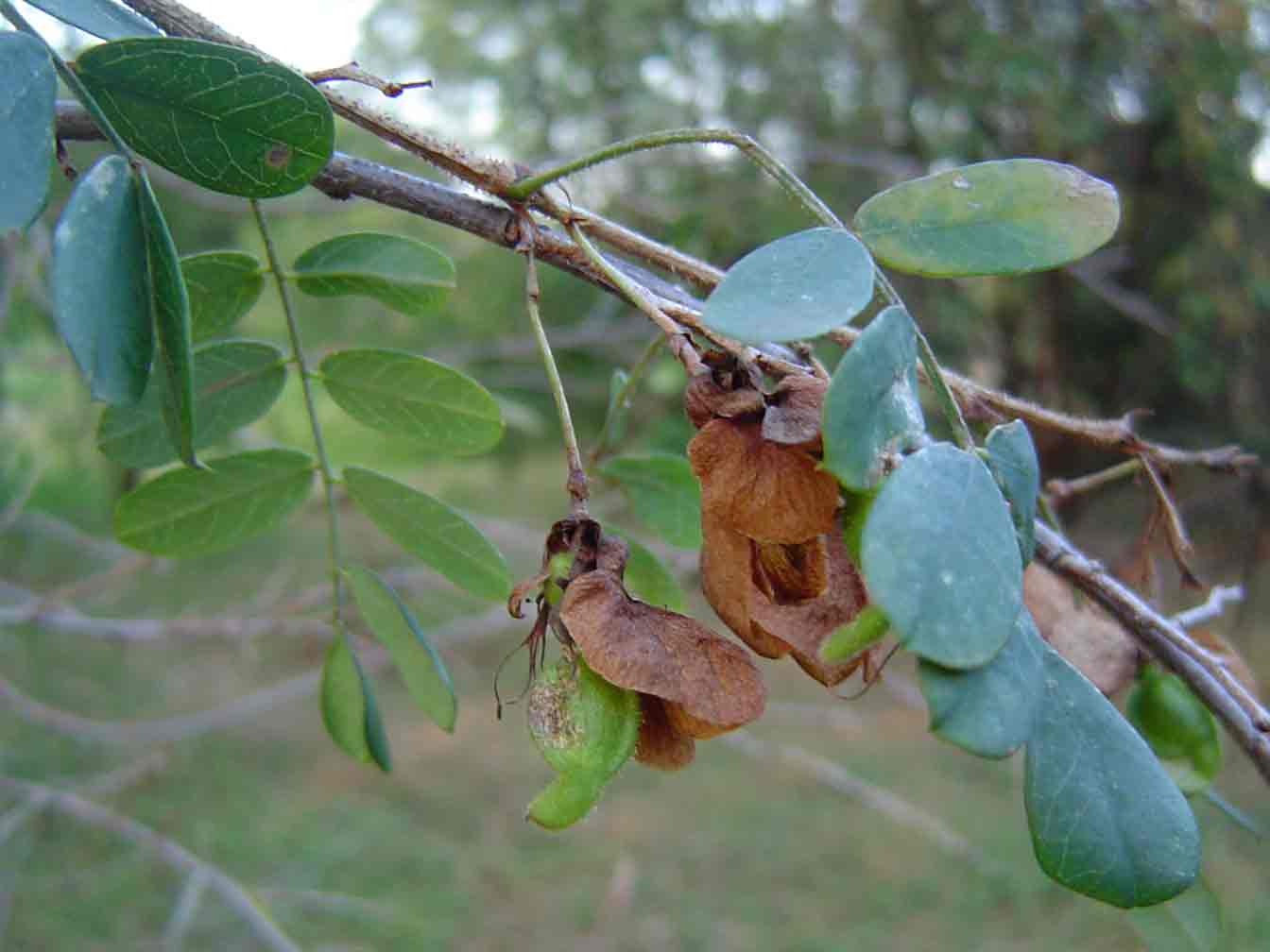 Ormocarpum zambesianum