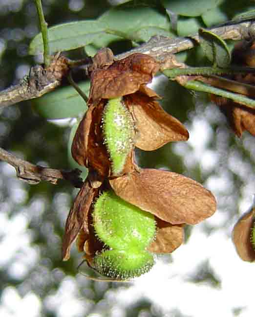 Ormocarpum zambesianum